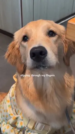 Puppy Moments