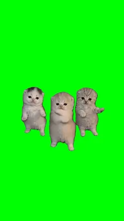 Cute cat dancing