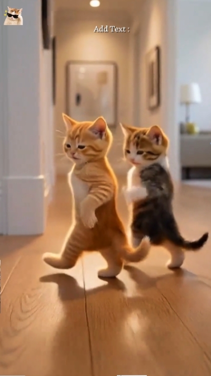 Funny Cat'