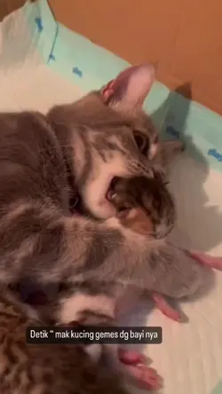 kreasikan kucing mu