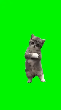 cat dance