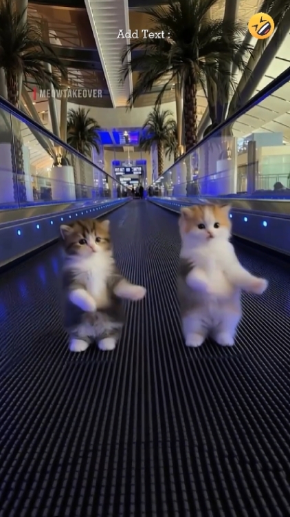 Cute Cat