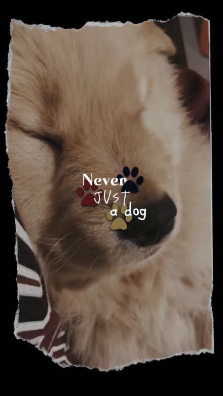 Niemals nur ein Hund