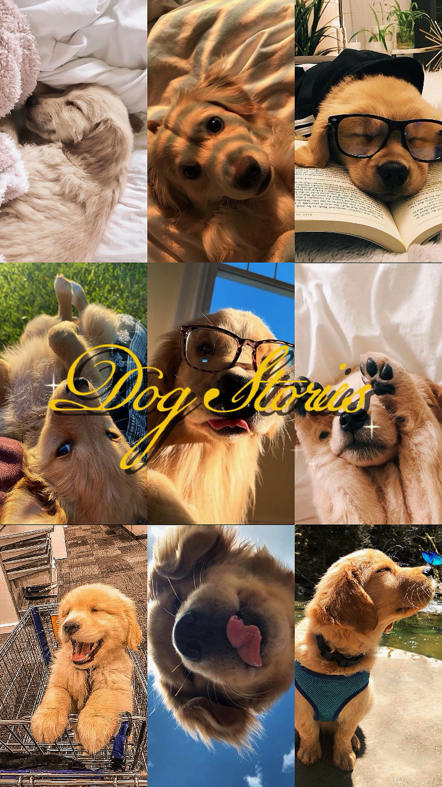 Histoires de chiens
