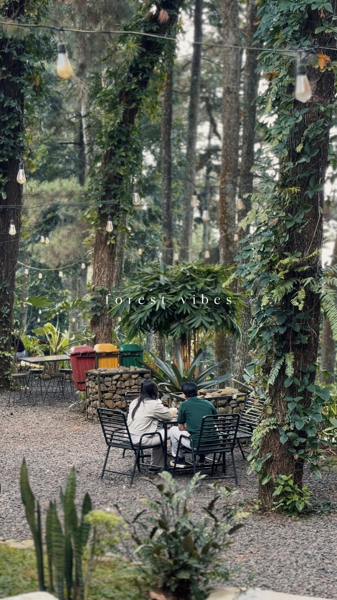 Vibrações Da Floresta 