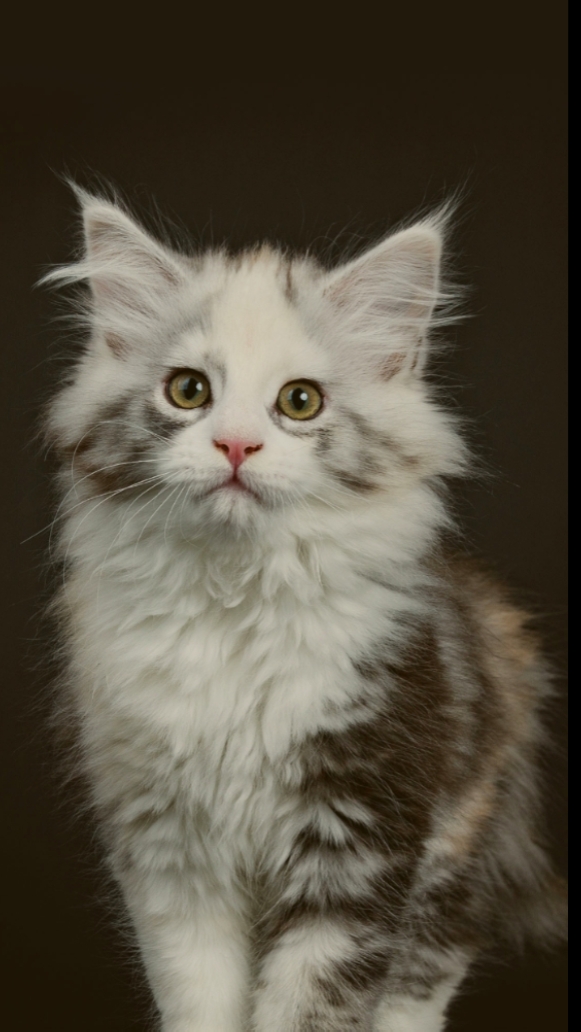 Cat transition