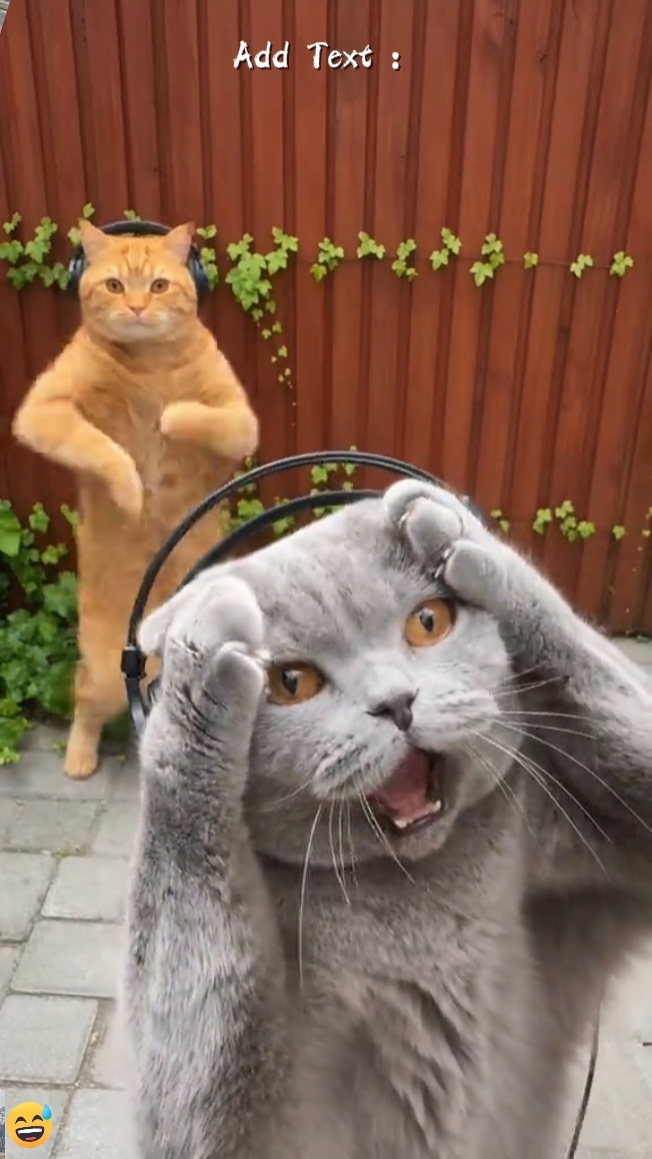 Dance Cat Trend 