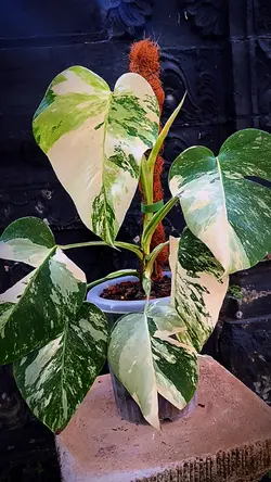 Plant Aestetic