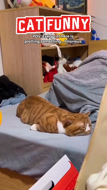 GATO Engraçado 🇺🇸