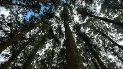 Cinematic nature