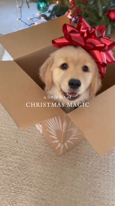 Animal de Noël