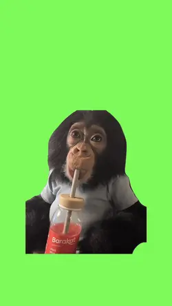 Monkey drinking