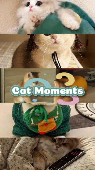Cat Moments