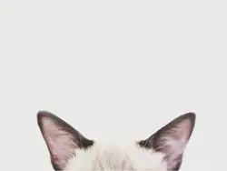 - ๐ฏ๐ข๐๐๐๐๐ ๊จ๏ธ
