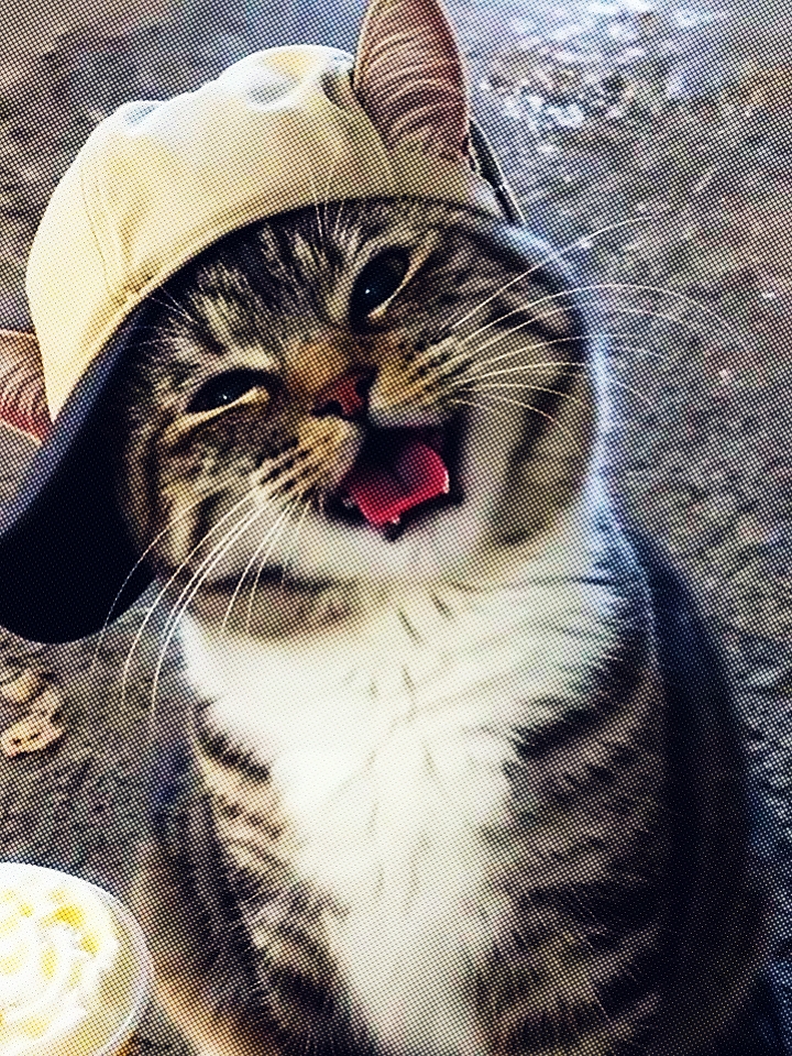 고양이 전환 경향