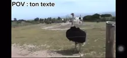 Autruche qui danse