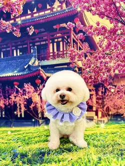 愛犬 らぶ
