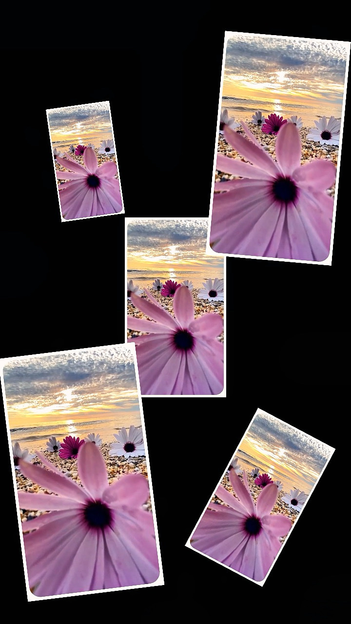 Flowers Vlog