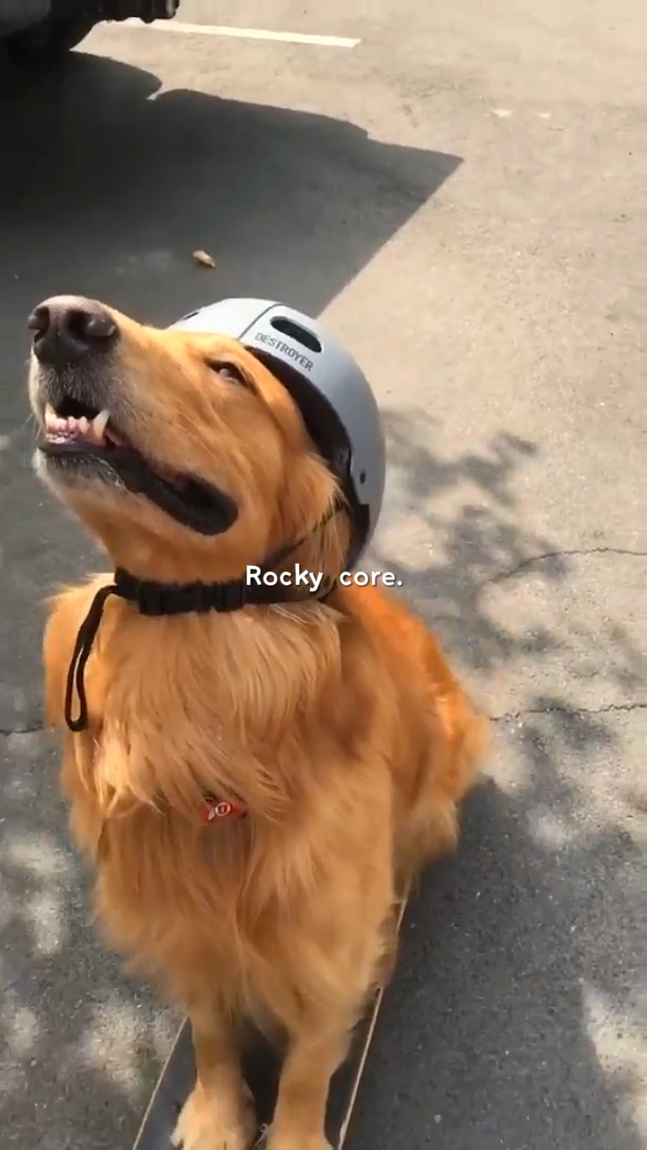 Hundekern