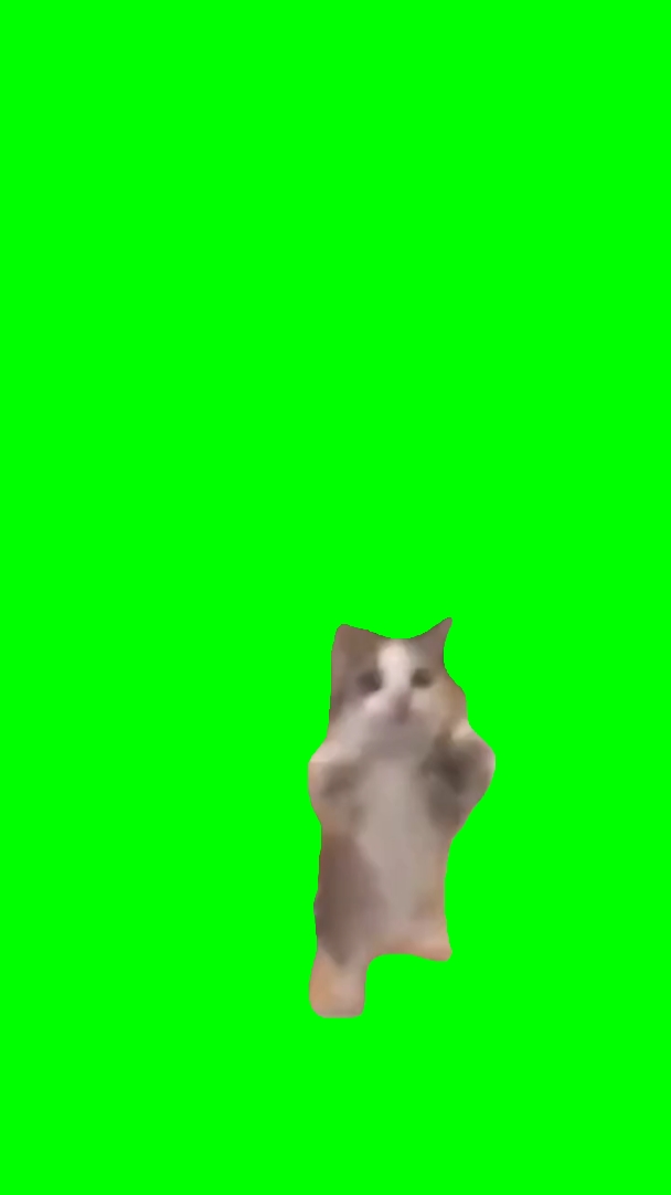 Gato feliz feliz