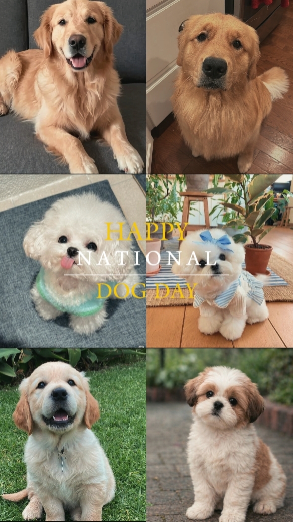 national dog day