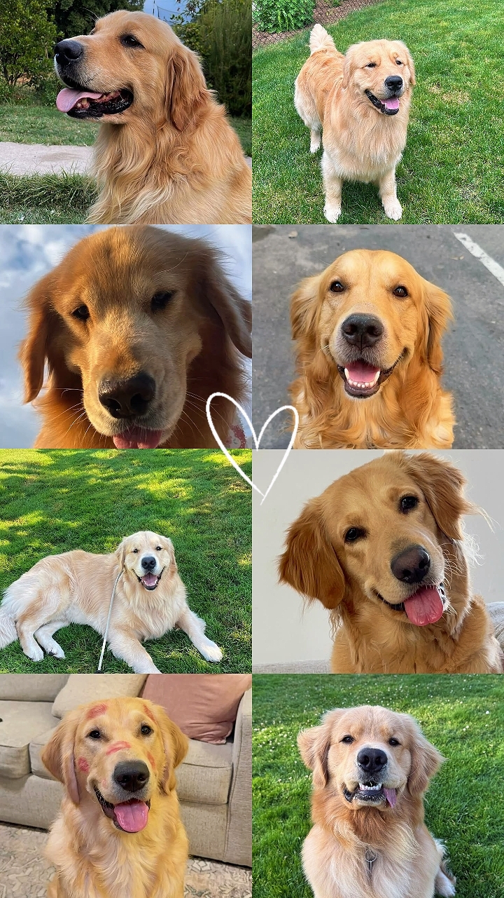 My Dog