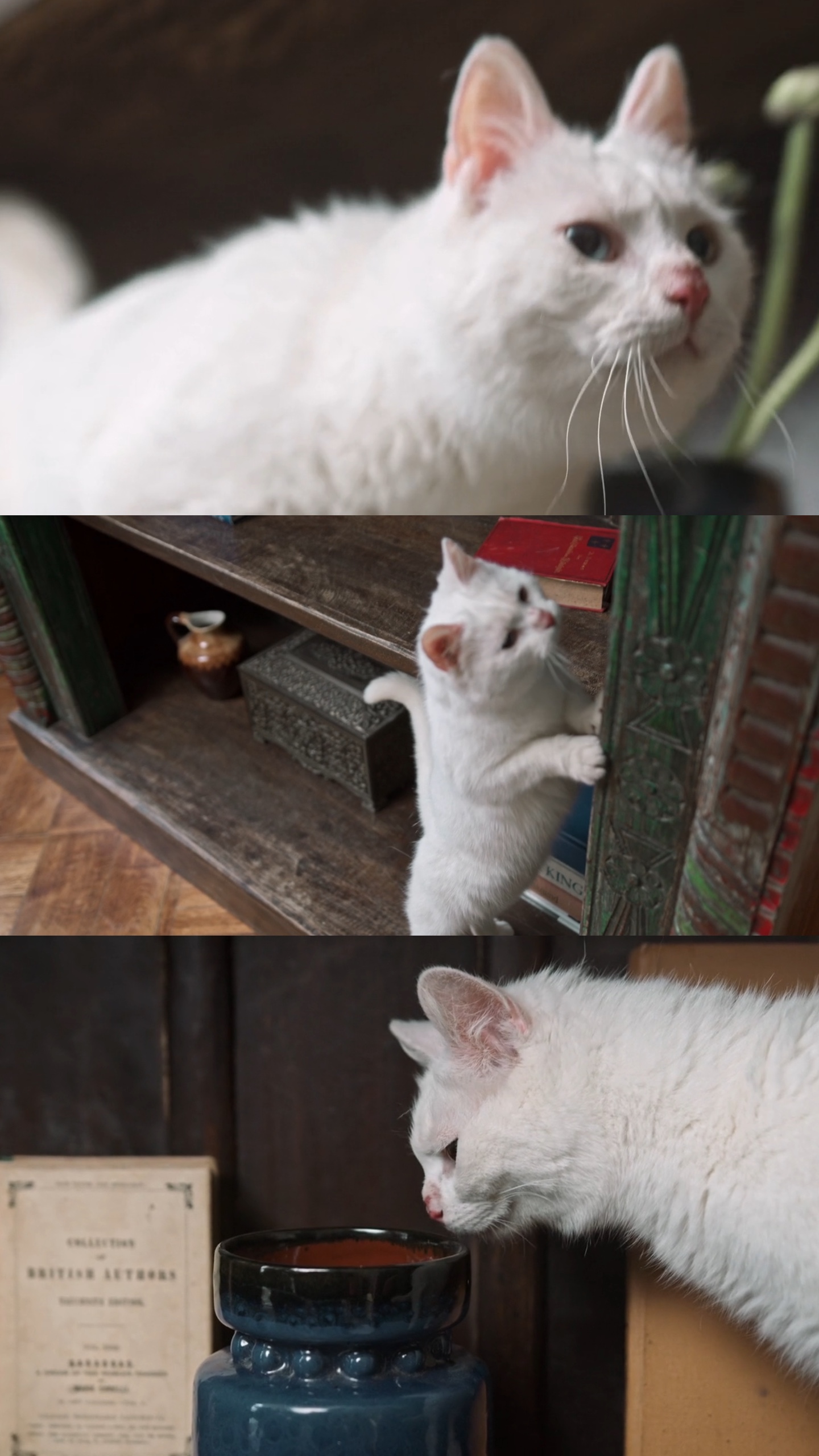 Amante de gatos