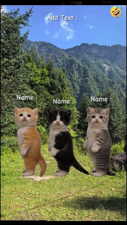Cat Cute