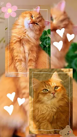2pics 2.5