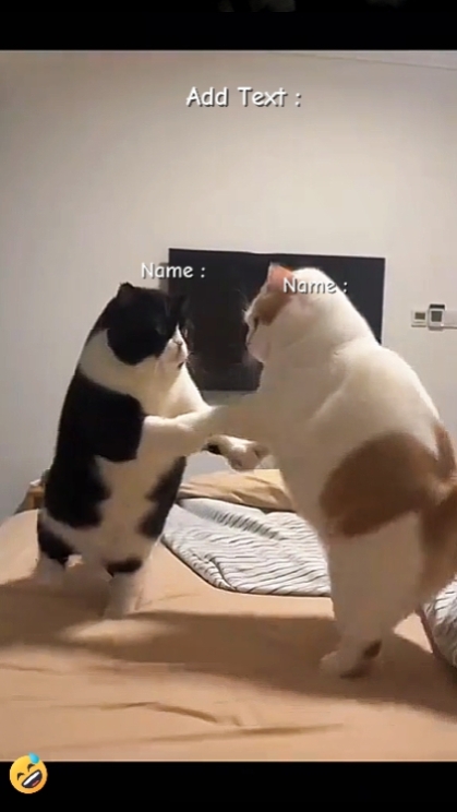 Chat mignon. Drôle