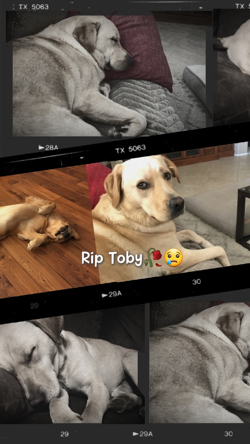 rip my dog
