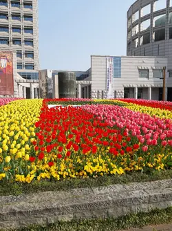 진주시청 광장의 봄
