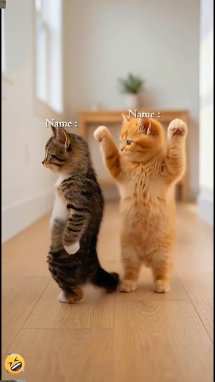Niedliche Katze.? 