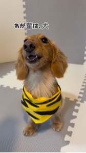 わが輩は、犬