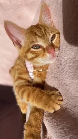 cat lover