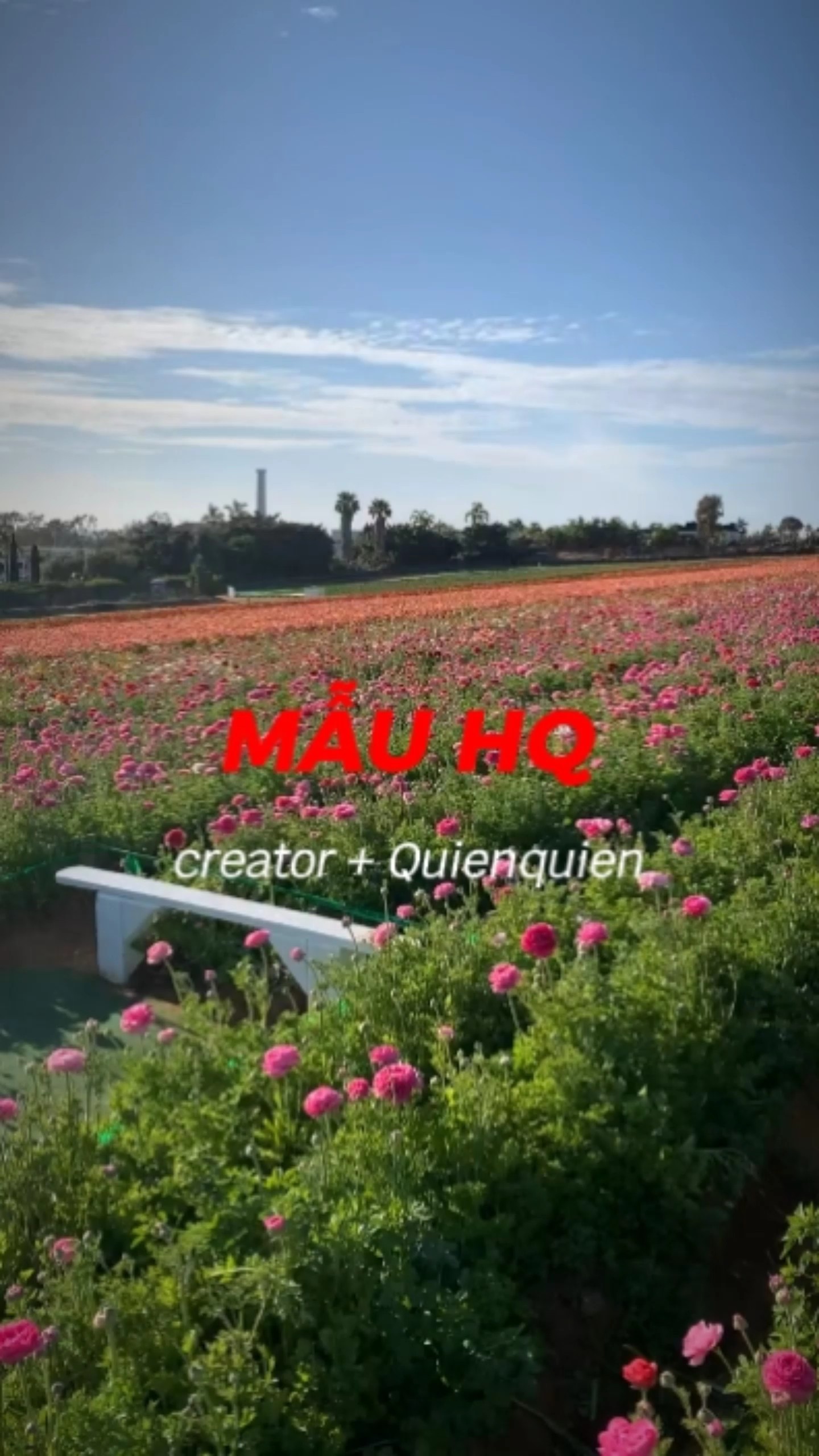 1 video + 15