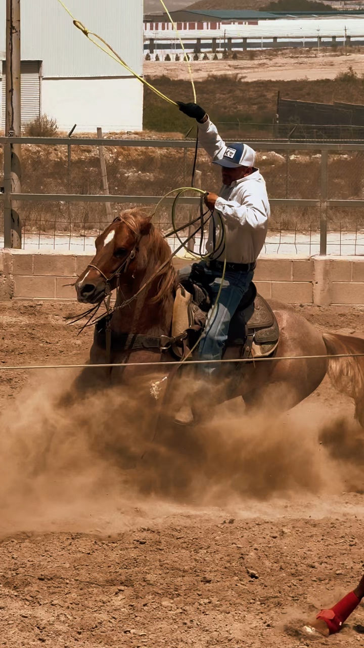 Caballos de cuerda