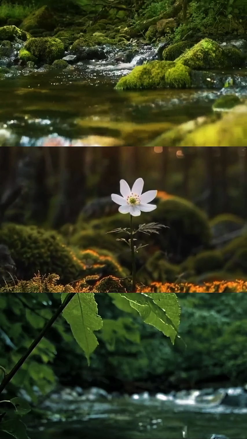 nature cinematic