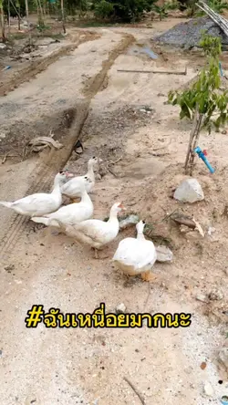 คลิปแนวธรรมชาติ