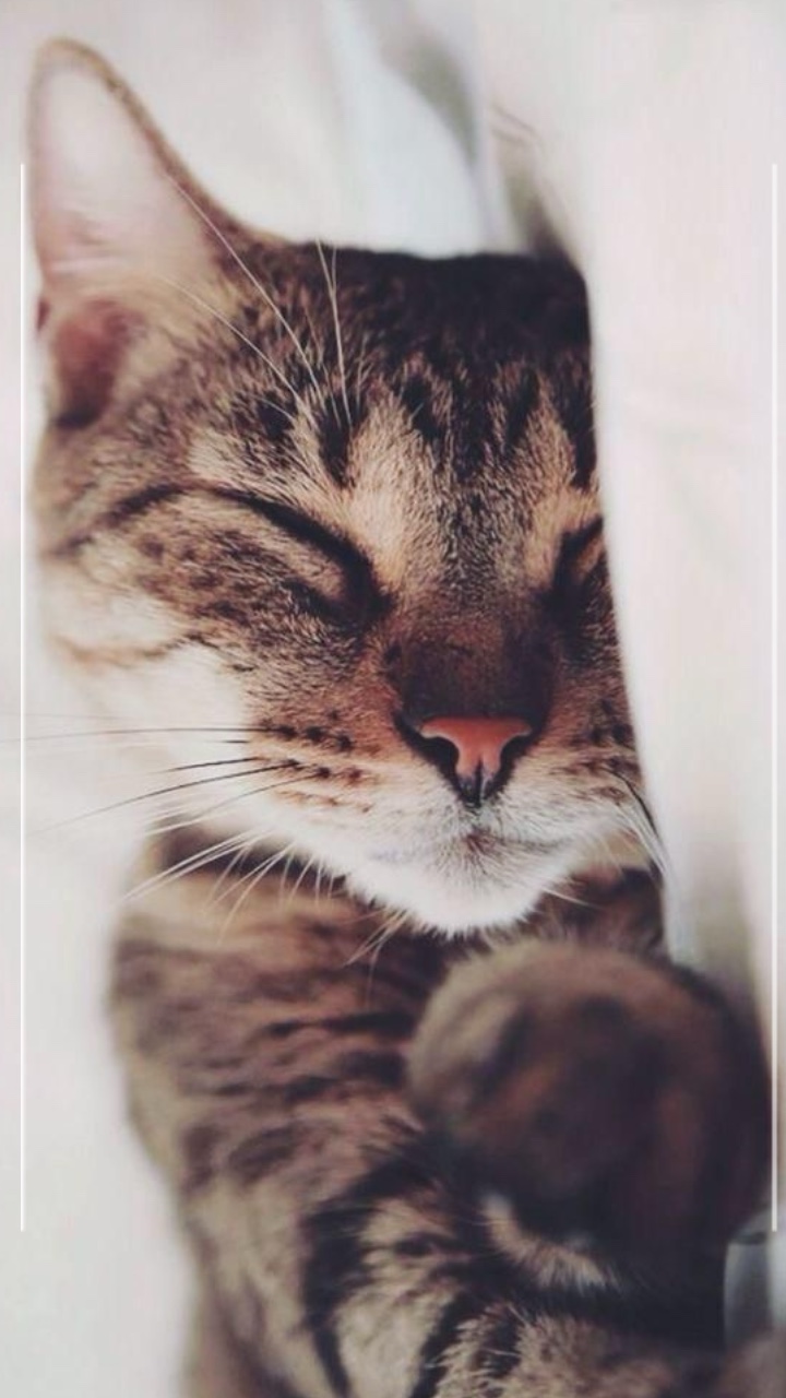 Cats moments♥️