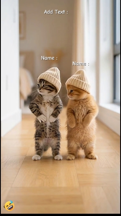 Funny Cat