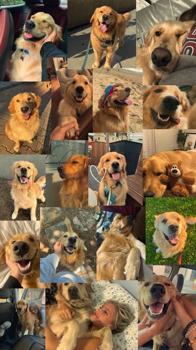 My pets 