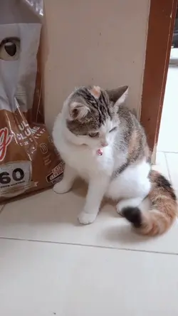 kucing imut
