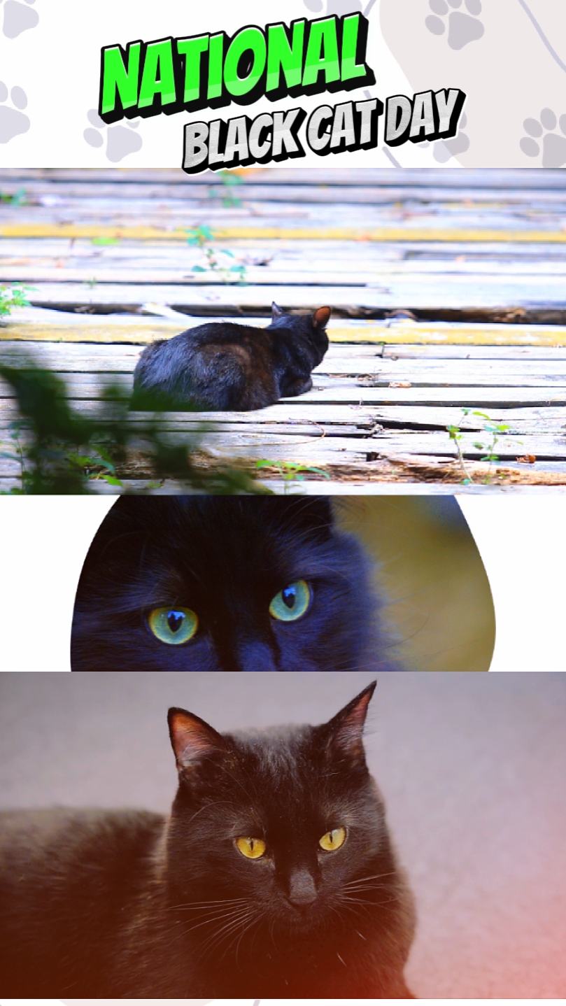 Ulusal Kara Kedi 
