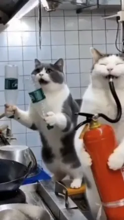 爆笑猫楽団
