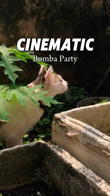 cinematic 11 video