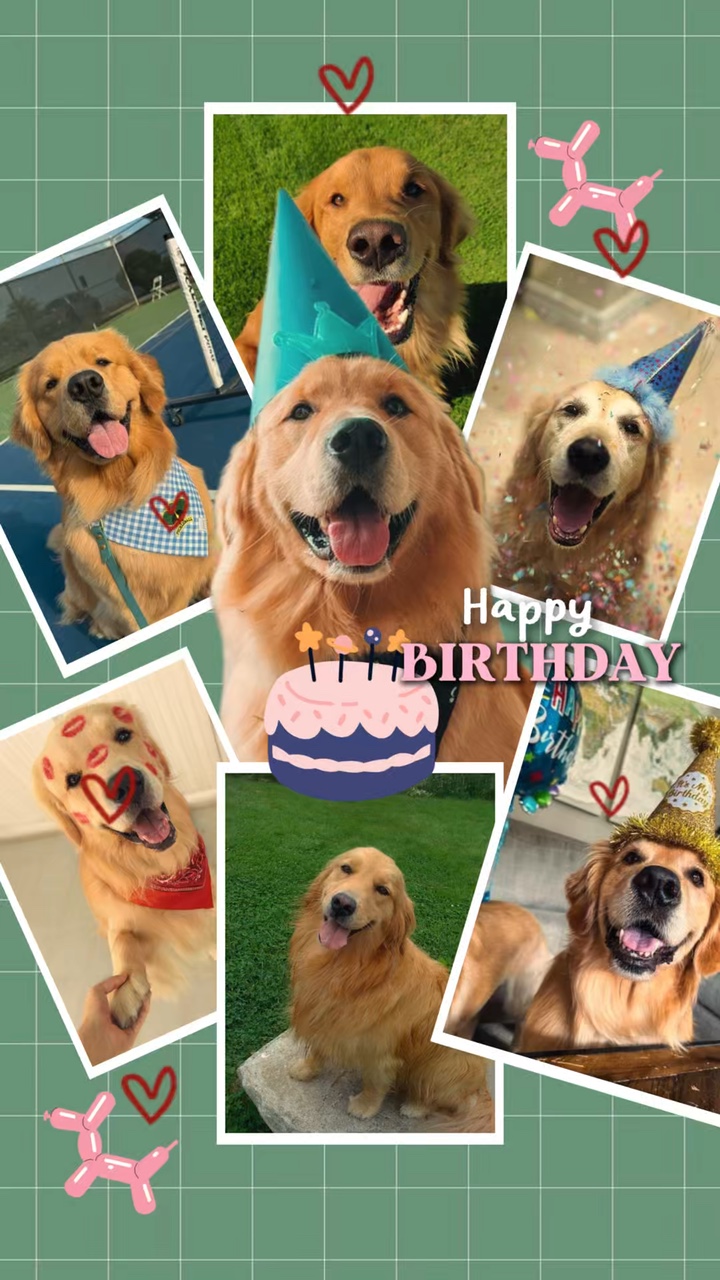 Birthday my dog