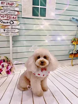 愛犬 らぶ