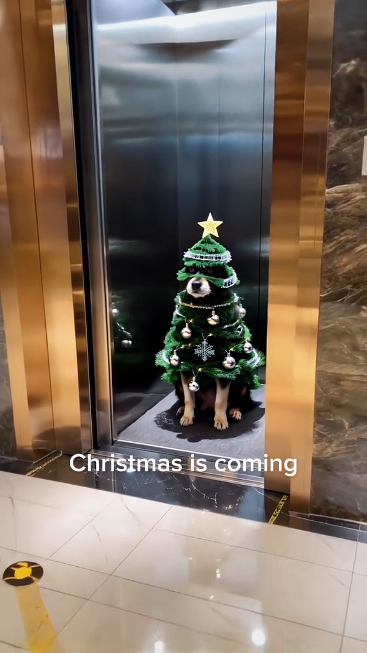 Christmas Dog