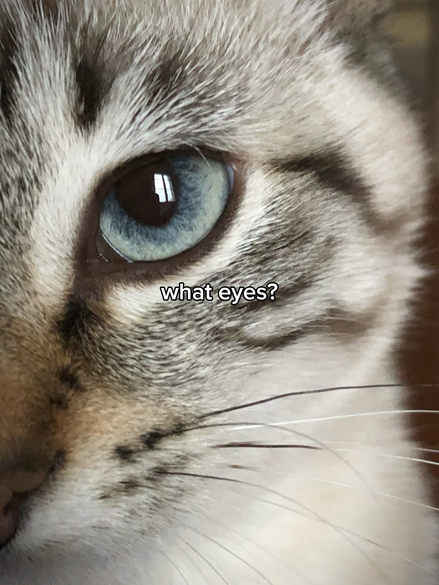 Quels yeux? (chat)